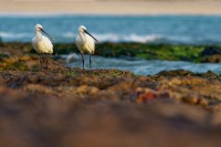 Kolpik bily - Platalea leucorodia - Eurasian Spoonbill o3044